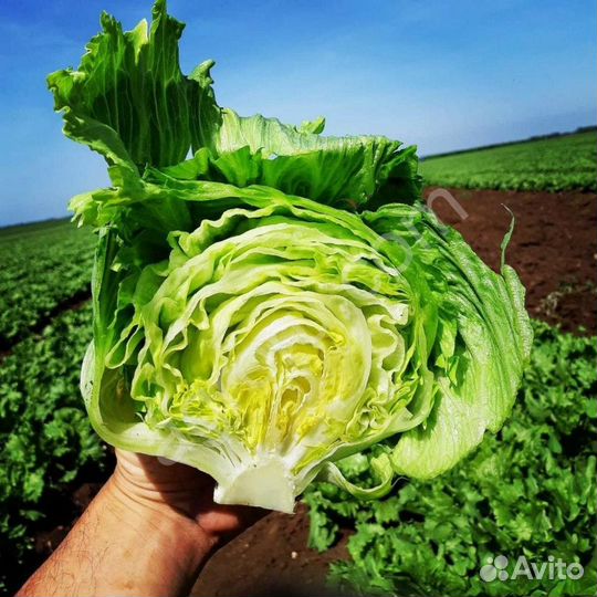 Сбор урожая Вахта(Еженедельные выплаты)