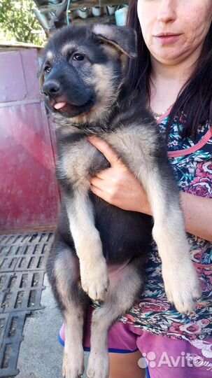Собака немецкая овчарка