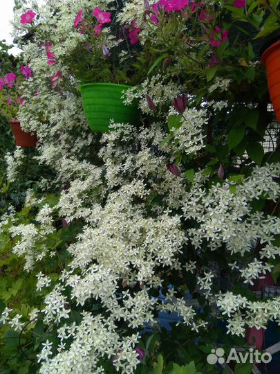 Продажа саженцев
