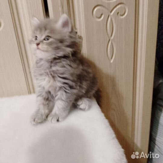 Шотландская