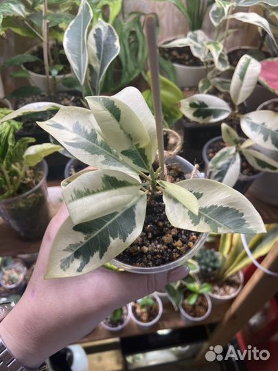 Фикус альбомаргината