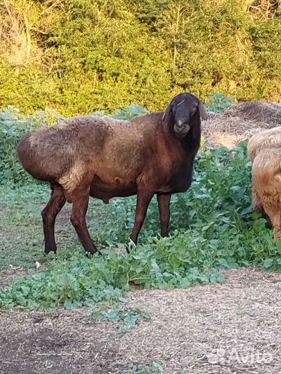 Баран на племя