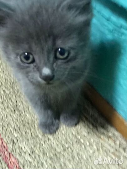 Отдам котенка в добрые руки