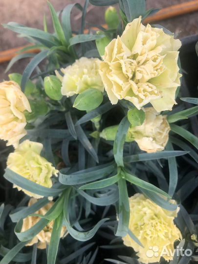 Вегетативные гвоздики