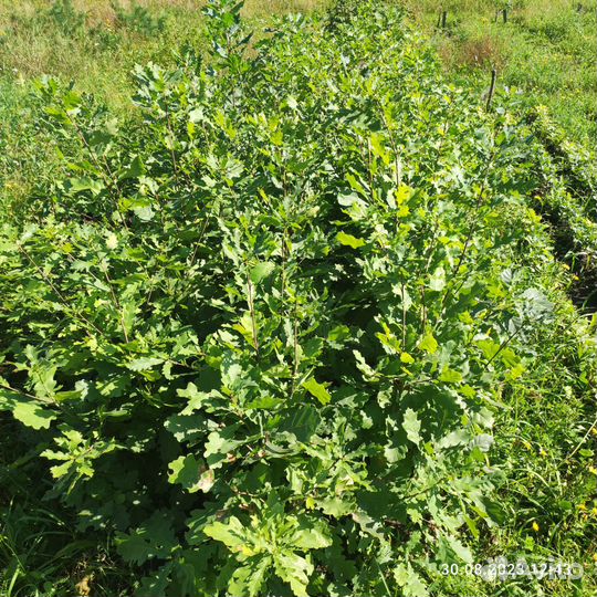 Дуб, озеленение