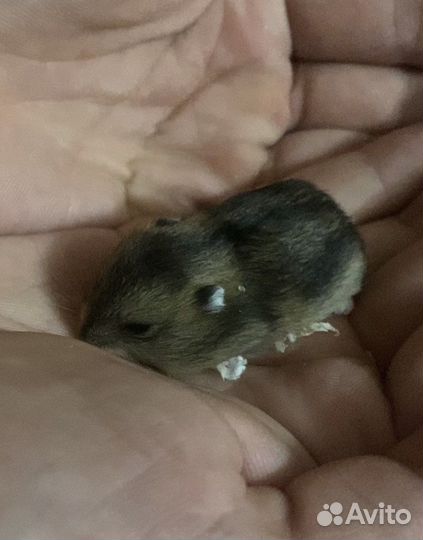 Джунгарские хомяки