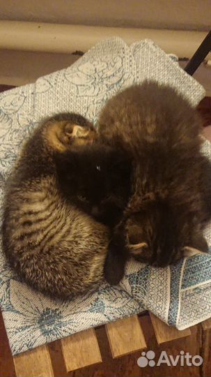 Отдам в добрые руки котят