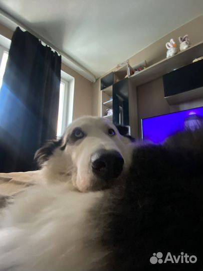 Собачья шерсть пух чистокровной якутской лайки