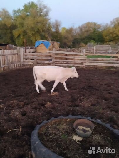 Коровы молодая с теленками