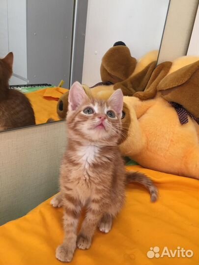 Отдам бесплатно