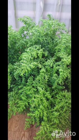 Комнатные растения