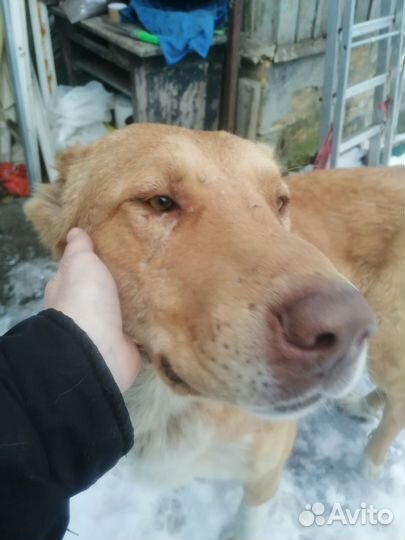 Алабай в добрые руки