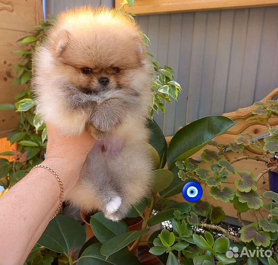 Мальчик мини шпиц