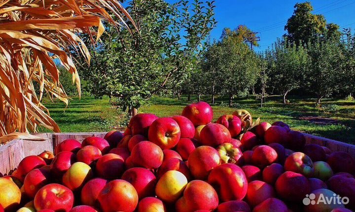 Сборщик яблок в саду. Вахта