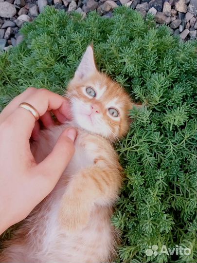 Отдам в добрые руки котят