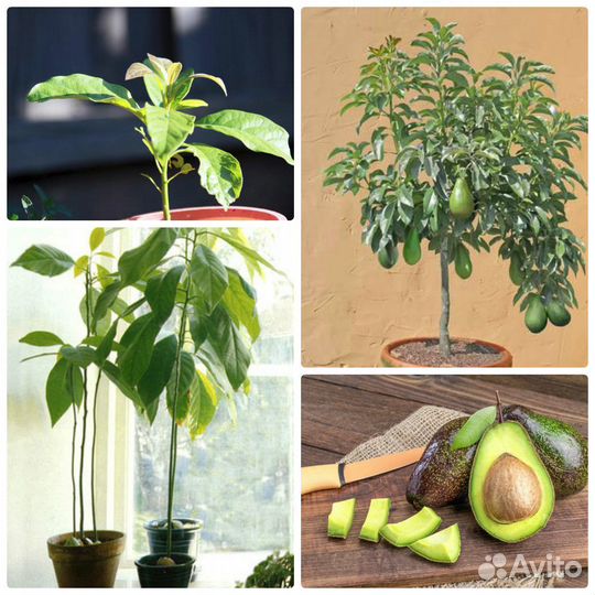 Авокадо