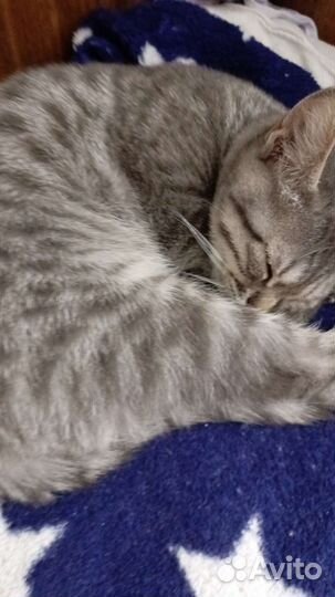 Кошка в дар