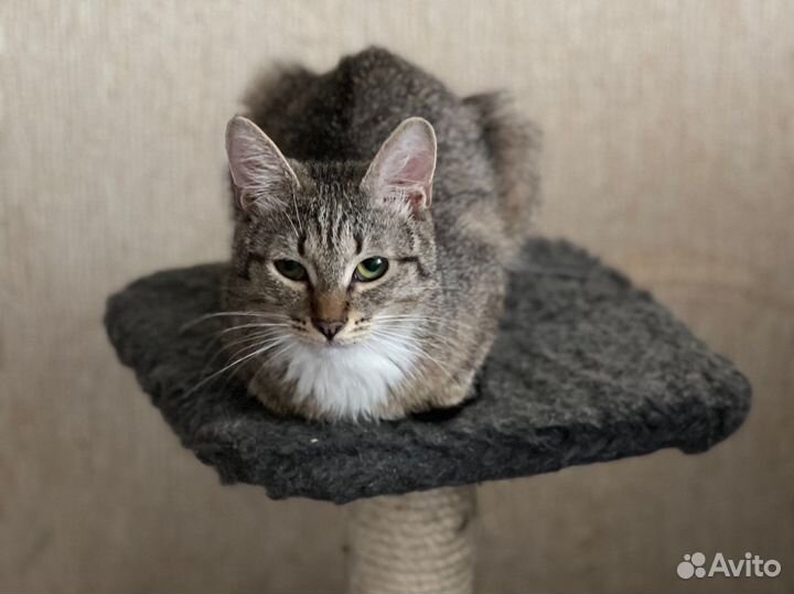 Котенок в добрые руки