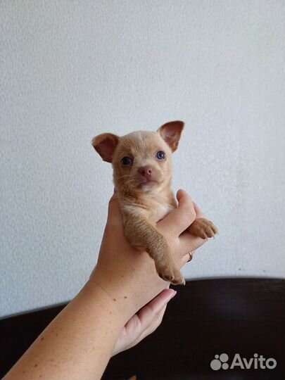 Щенки чихуахуа девочки