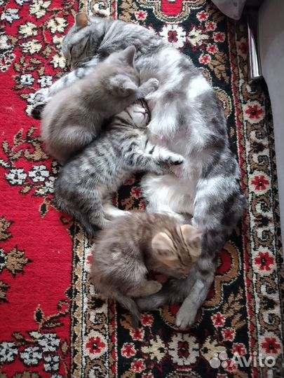 Шотландские вислоухие котята мраморные