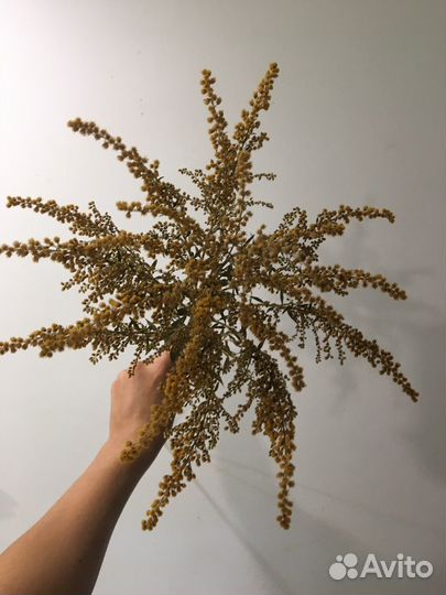 Стабилизированные растения