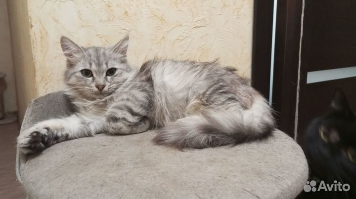 Отдам в добрые руки