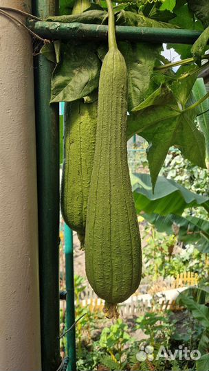 Люфа -мочалка, семена