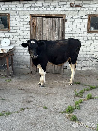 Корова стельная