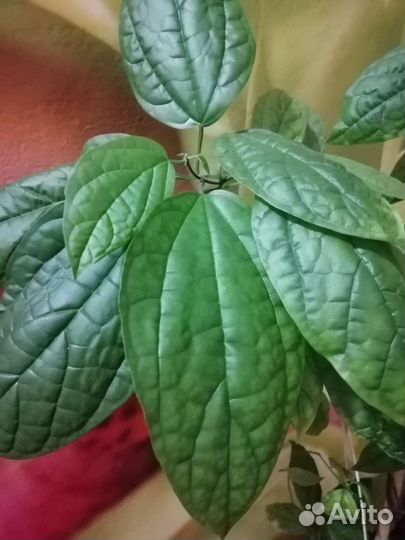 Клеродендрум