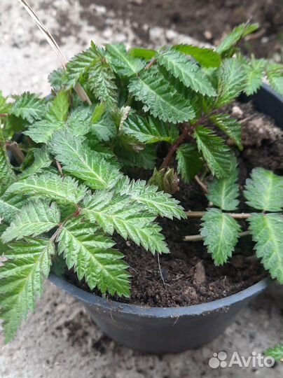 Клубника- малина