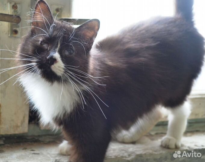 Особенная кошечка