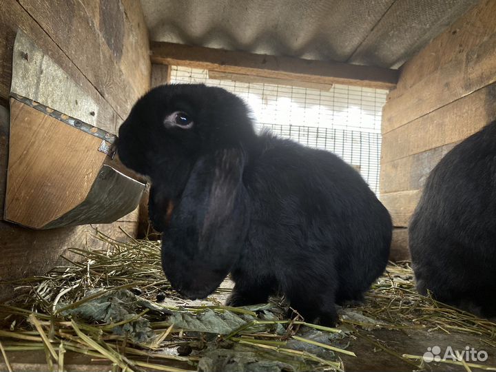 Кролики породы французский баран