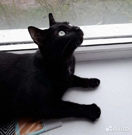 Котик в добрые руки