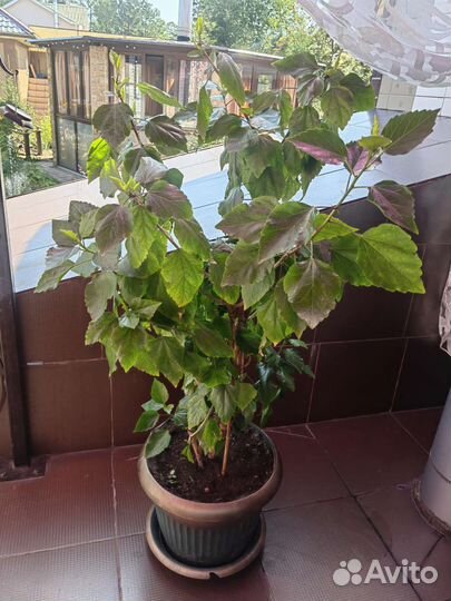 Живые большие комнатные цветы