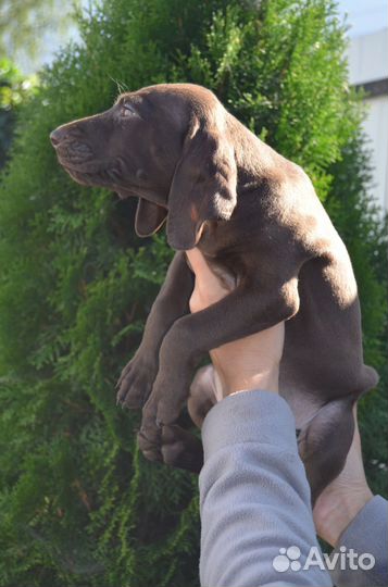 Щенки курцхаар РКФ