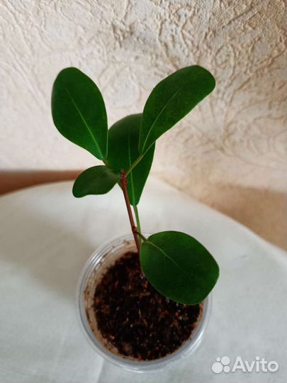 Фикусы разные интересные