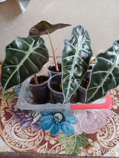 Комнатные цветы антуриум