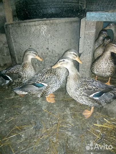 Подсадные утки