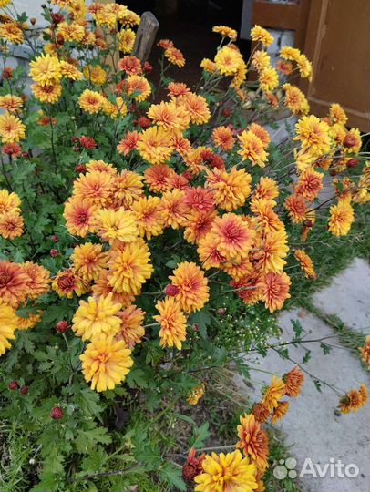 Хризантема корейская