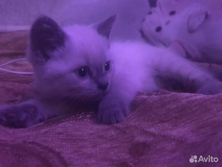 Белый котенок девочка