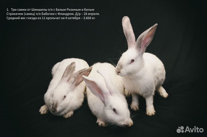 Декоративные кролики в аренду и на продажу