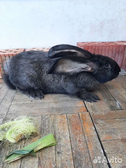 Кролики фландр и Ризен