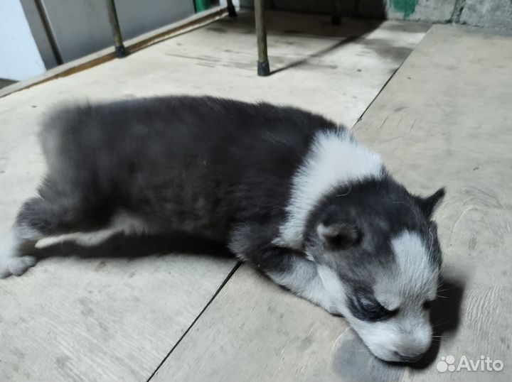 Щенки хаски
