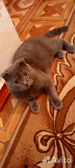 Британский короткошерстный кот