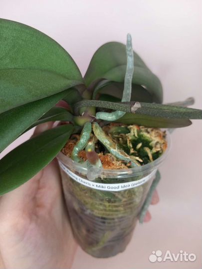 Орхидея фаленопсис