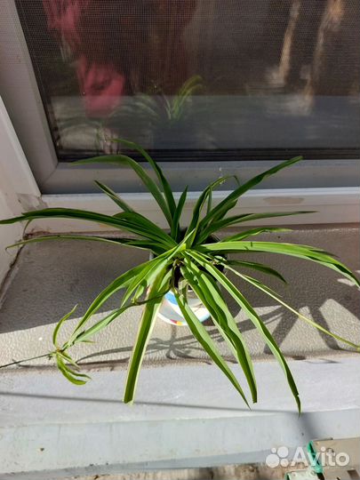 Хлорофитум