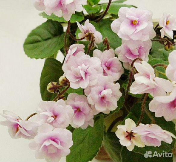 Детка мини и полумини фиалок