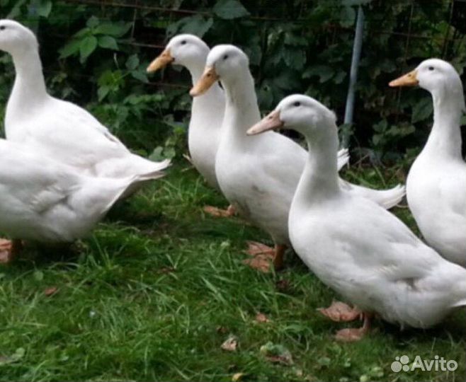 Утки Бройлерные