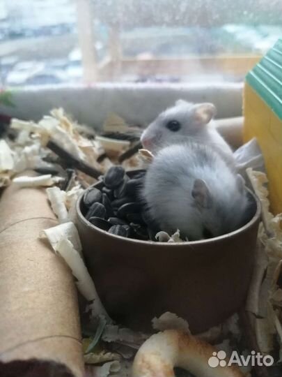 Джунгарский хомяк