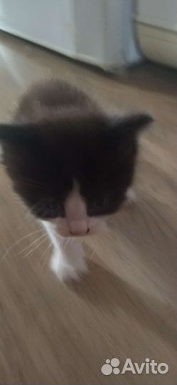 Котики бесплатно в добрые руки